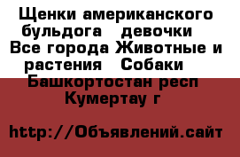 Щенки американского бульдога ( девочки) - Все города Животные и растения » Собаки   . Башкортостан респ.,Кумертау г.